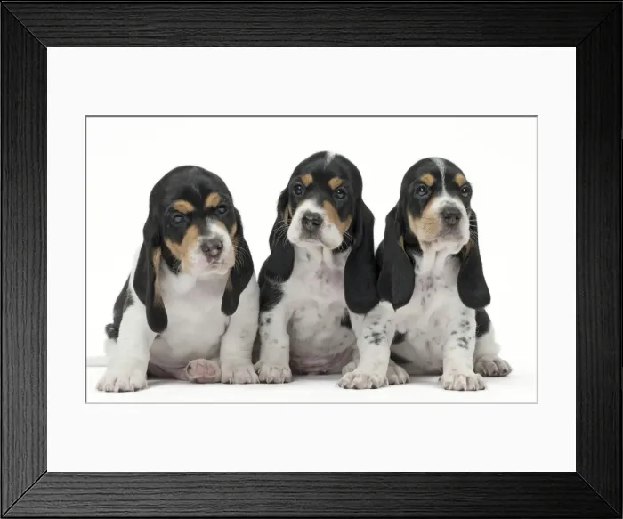 Framed Print : Picture No. 11051229 Framed Print : Picture No. 11051229