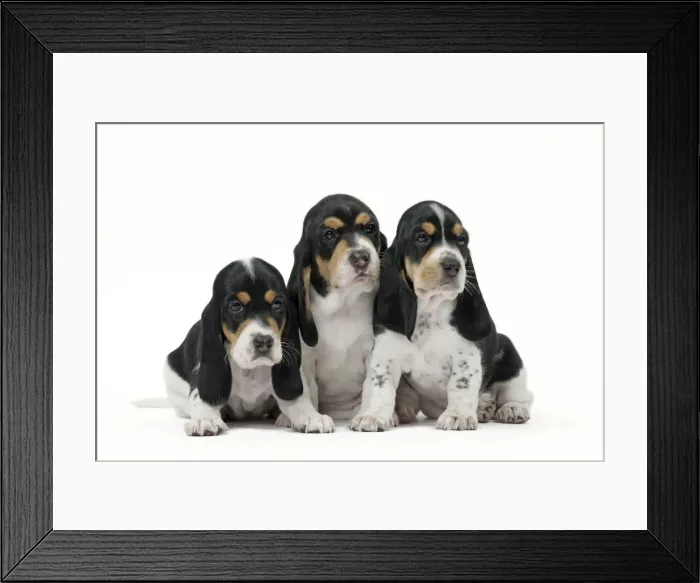 Framed Print : Picture No. 11051231 Framed Print : Picture No. 11051231