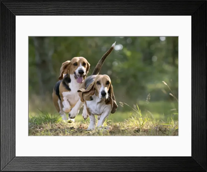 Framed Print : Picture No. 11051233 Framed Print : Picture No. 11051233