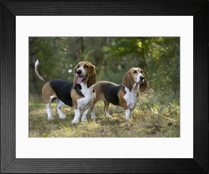 Framed Print : Picture No. 11051234 Framed Print : Picture No. 11051234