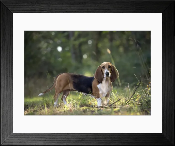 Framed Print : Picture No. 11051236 Framed Print : Picture No. 11051236