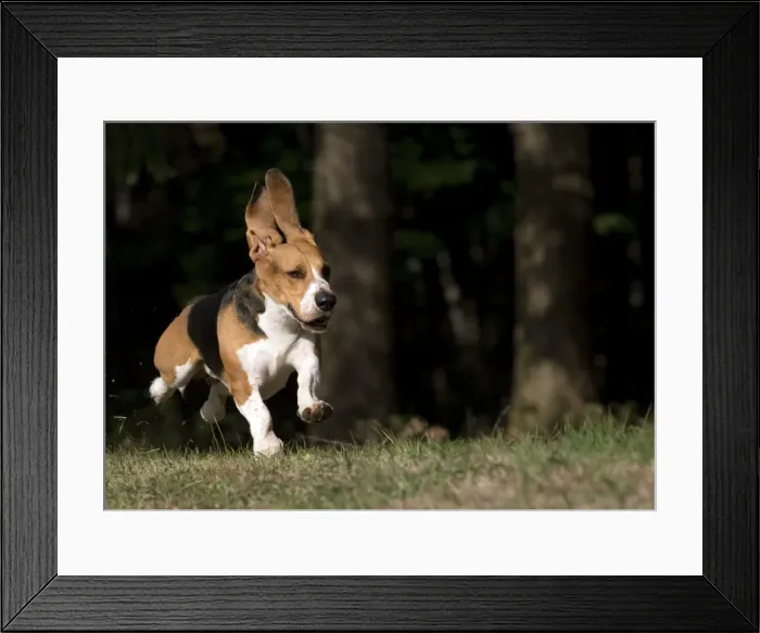 Framed Print : Picture No. 11051239 Framed Print : Picture No. 11051239