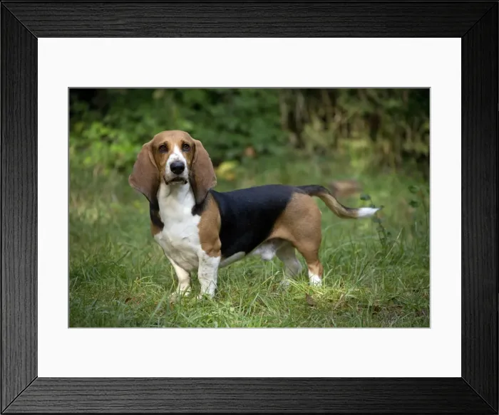 Framed Print : Picture No. 11051238 Framed Print : Picture No. 11051238