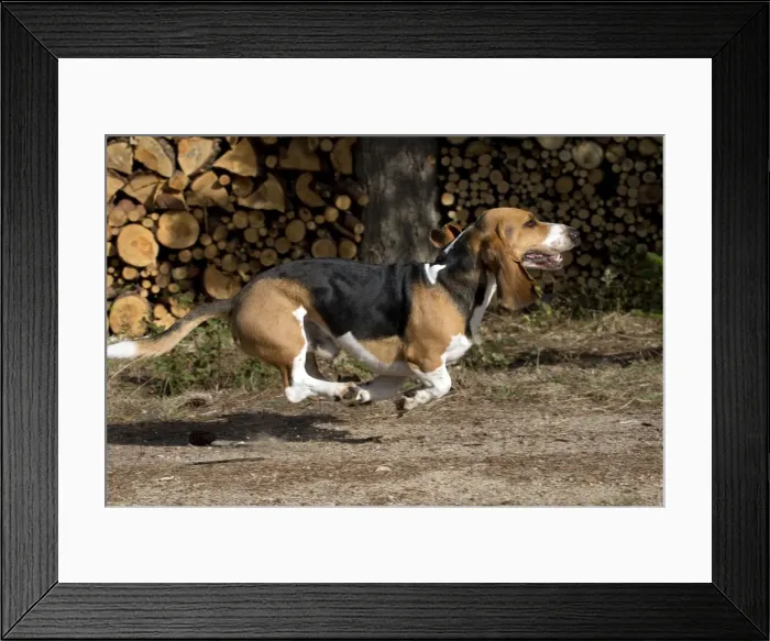 Framed Print : Picture No. 11051240 Framed Print : Picture No. 11051240