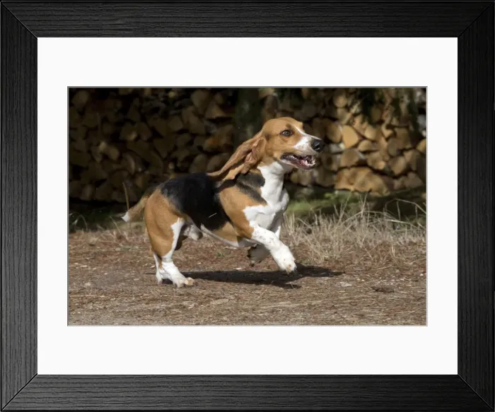 Framed Print : Picture No. 11051241 Framed Print : Picture No. 11051241