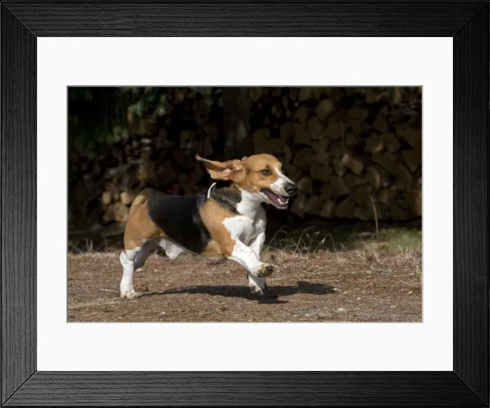 Framed Print : Picture No. 11051242 Framed Print : Picture No. 11051242