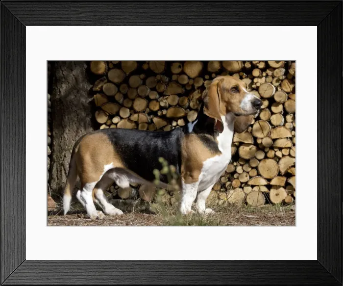 Framed Print : Picture No. 11051243 Framed Print : Picture No. 11051243