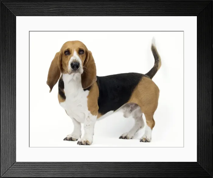 Framed Print : Picture No. 11051245 Framed Print : Picture No. 11051245
