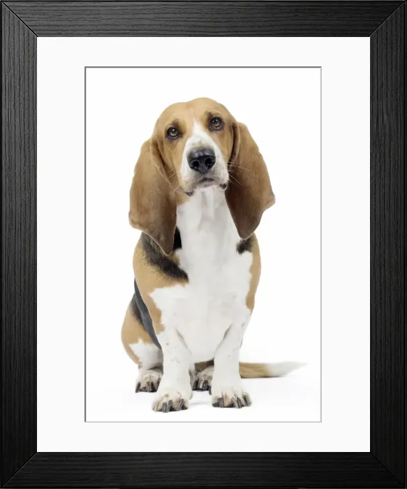 Framed Print : Picture No. 11051248 Framed Print : Picture No. 11051248