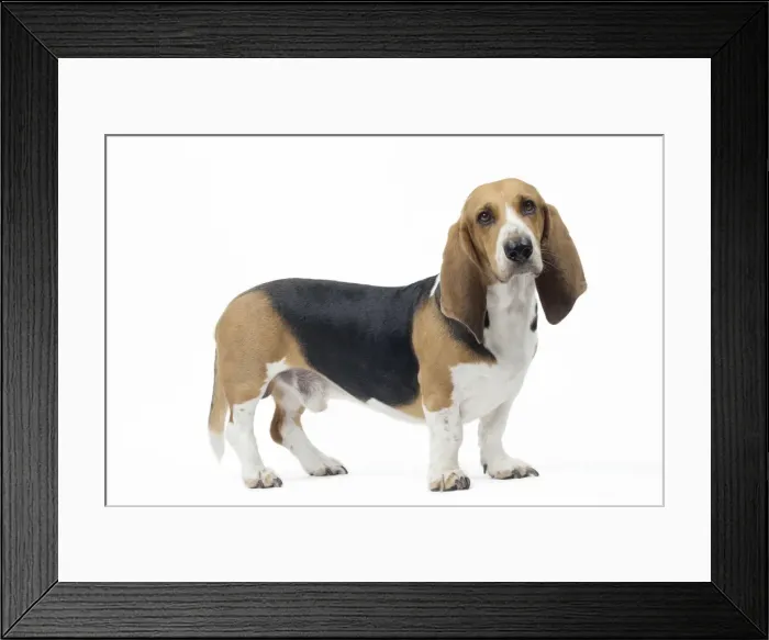 Framed Print : Picture No. 11051250 Framed Print : Picture No. 11051250