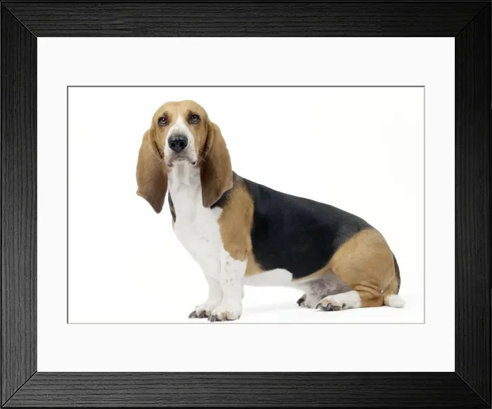 Framed Print : Picture No. 11051251 Framed Print : Picture No. 11051251