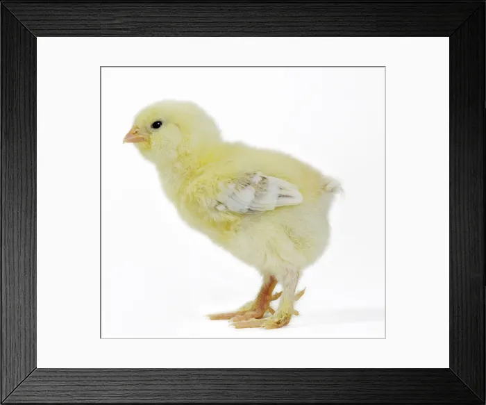 Framed Print : Picture No. 11051252 Framed Print : Picture No. 11051252