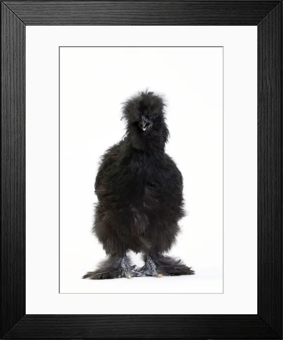 Framed Print : Picture No. 11051253 Framed Print : Picture No. 11051253