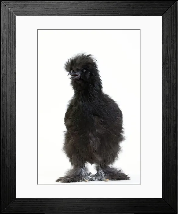 Framed Print : Picture No. 11051254 Framed Print : Picture No. 11051254