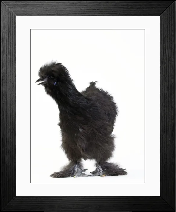 Framed Print : Picture No. 11051255 Framed Print : Picture No. 11051255