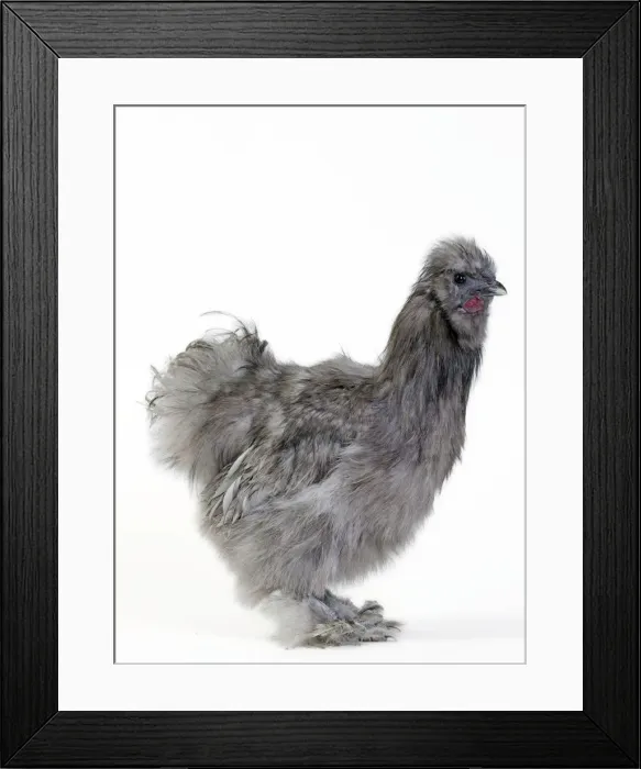Framed Print : Picture No. 11051260 Framed Print : Picture No. 11051260