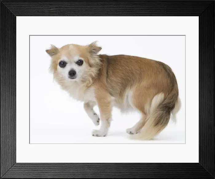 Framed Print : Picture No. 11051262 Framed Print : Picture No. 11051262