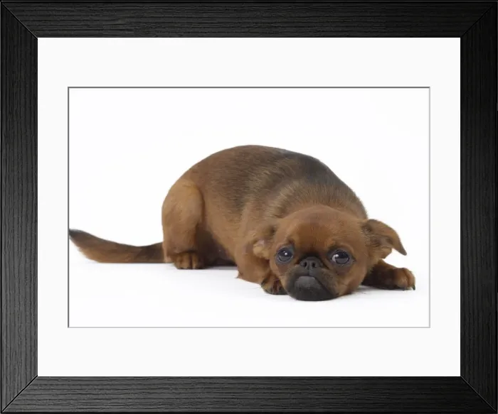 Framed Print : Picture No. 11051264 Framed Print : Picture No. 11051264