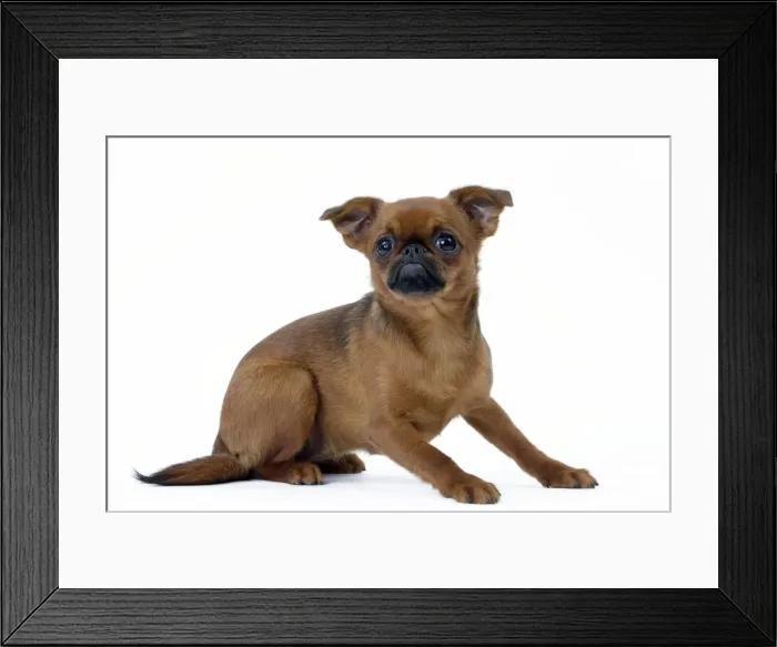 Framed Print : Picture No. 11051266 Framed Print : Picture No. 11051266