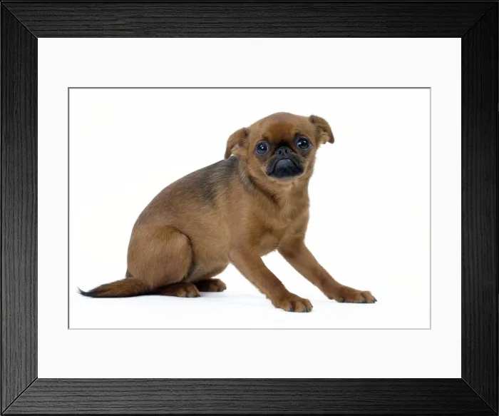Framed Print : Picture No. 11051267 Framed Print : Picture No. 11051267