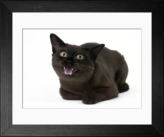 Framed Print : Picture No. 11051268 Framed Print : Picture No. 11051268