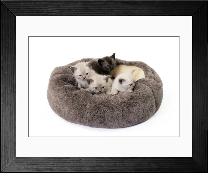 Framed Print : Picture No. 11051269 Framed Print : Picture No. 11051269