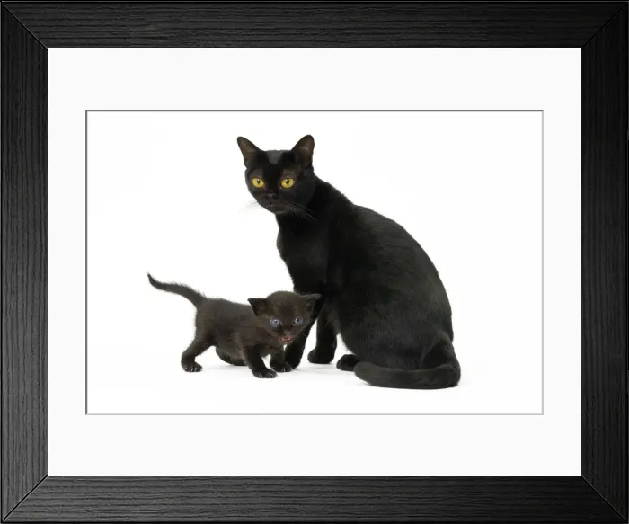 Framed Print : Picture No. 11051273 Framed Print : Picture No. 11051273