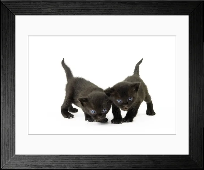 Framed Print : Picture No. 11051274 Framed Print : Picture No. 11051274