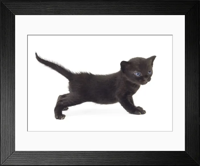 Framed Print : Picture No. 11051275 Framed Print : Picture No. 11051275