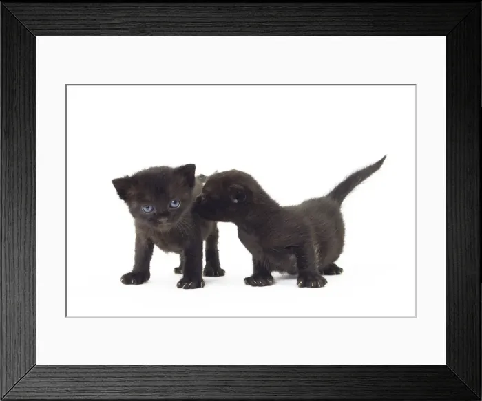 Framed Print : Picture No. 11051276 Framed Print : Picture No. 11051276