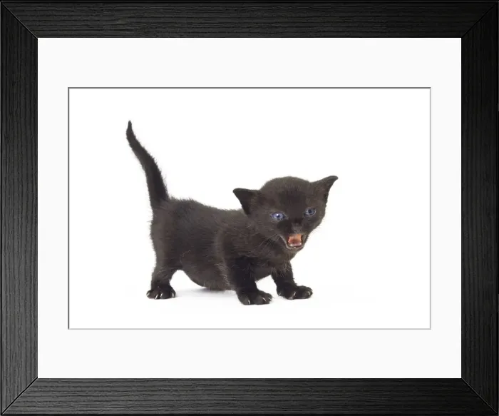 Framed Print : Picture No. 11051277 Framed Print : Picture No. 11051277