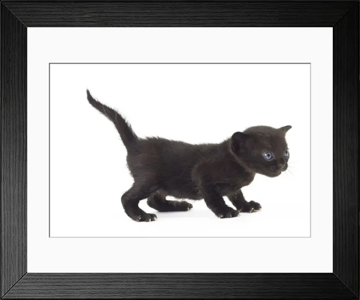 Framed Print : Picture No. 11051278 Framed Print : Picture No. 11051278
