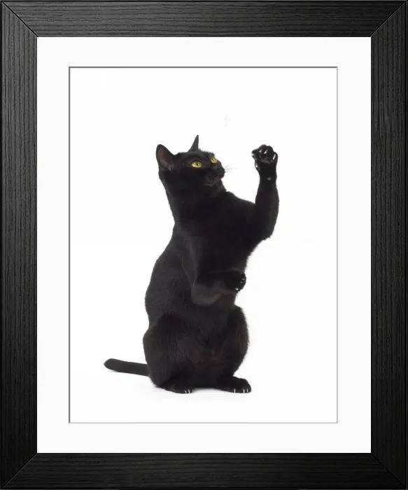 Framed Print : Picture No. 11051280 Framed Print : Picture No. 11051280