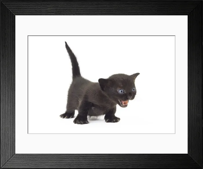 Framed Print : Picture No. 11051279 Framed Print : Picture No. 11051279