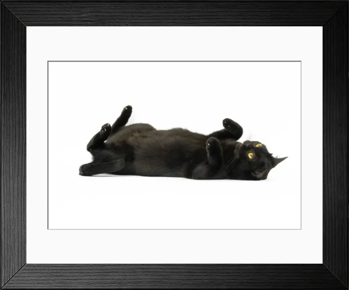 Framed Print : Picture No. 11051282 Framed Print : Picture No. 11051282