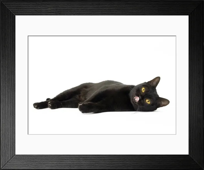 Framed Print : Picture No. 11051285 Framed Print : Picture No. 11051285