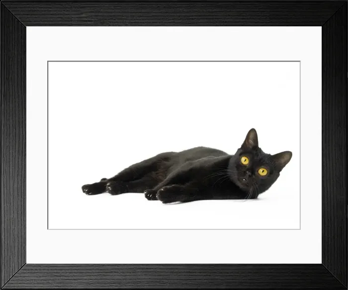 Framed Print : Picture No. 11051286 Framed Print : Picture No. 11051286