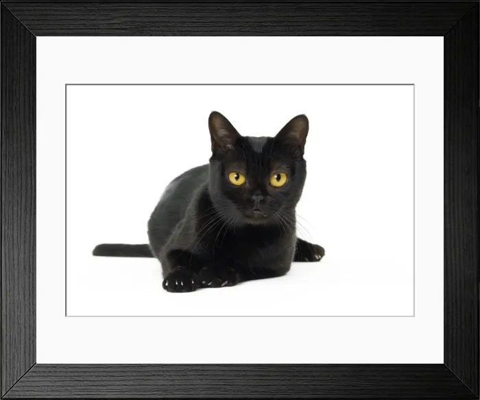 Framed Print : Picture No. 11051287 Framed Print : Picture No. 11051287