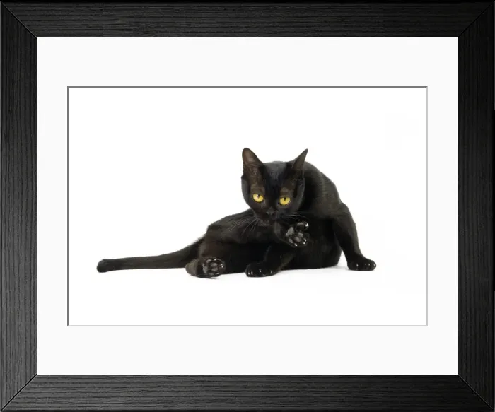 Framed Print : Picture No. 11051284 Framed Print : Picture No. 11051284