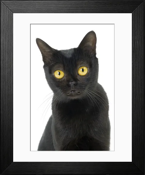 Framed Print : Picture No. 11051288 Framed Print : Picture No. 11051288