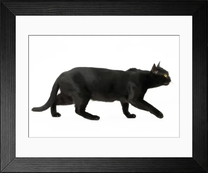 Framed Print : Picture No. 11051290 Framed Print : Picture No. 11051290