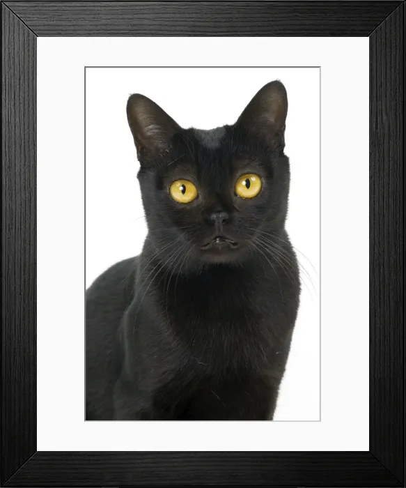 Framed Print : Picture No. 11051289 Framed Print : Picture No. 11051289