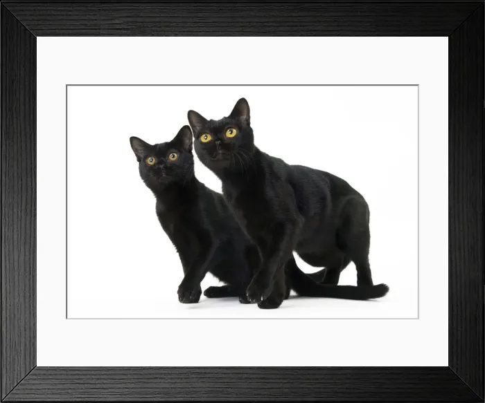 Framed Print : Picture No. 11051291 Framed Print : Picture No. 11051291