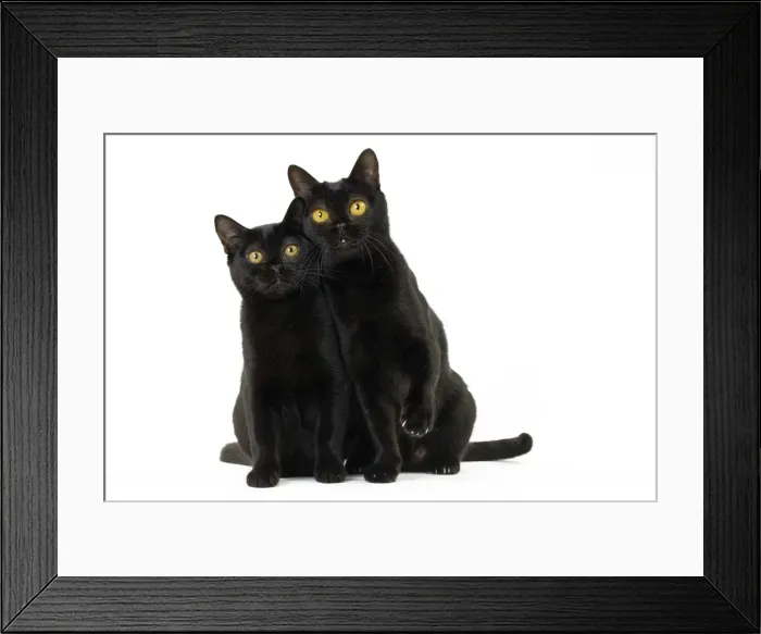 Framed Print : Picture No. 11051292 Framed Print : Picture No. 11051292