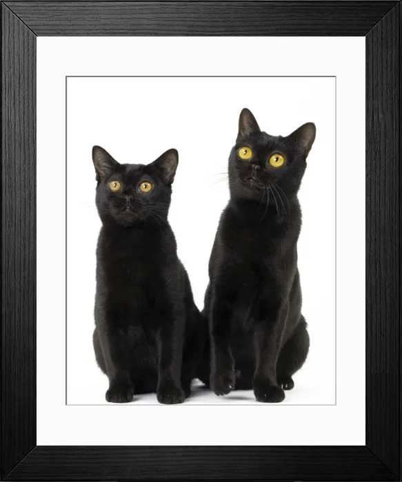 Framed Print : Picture No. 11051293 Framed Print : Picture No. 11051293