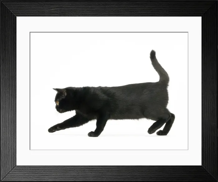 Framed Print : Picture No. 11051294 Framed Print : Picture No. 11051294