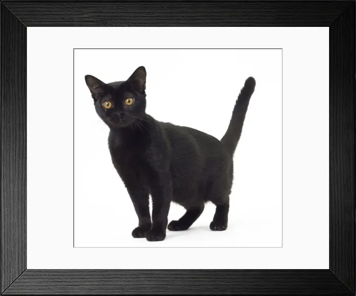 Framed Print : Picture No. 11051295 Framed Print : Picture No. 11051295