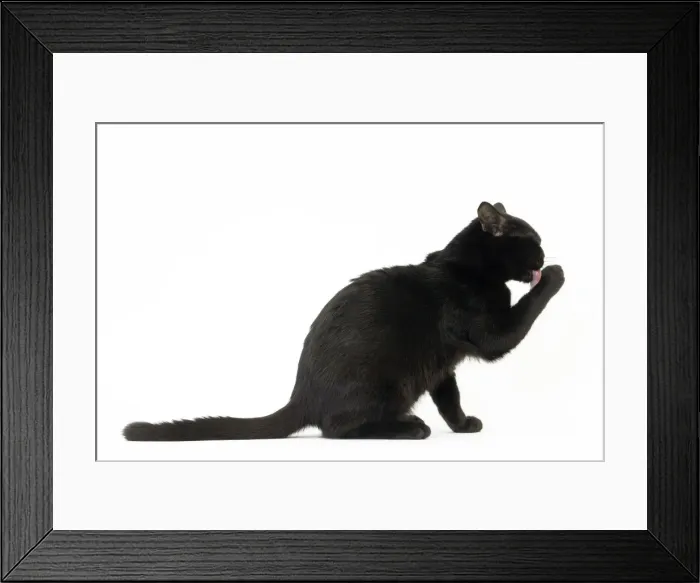 Framed Print : Picture No. 11051297 Framed Print : Picture No. 11051297