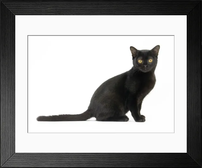 Framed Print : Picture No. 11051296 Framed Print : Picture No. 11051296