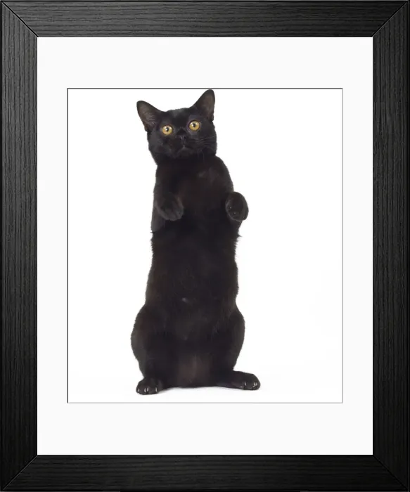 Framed Print : Picture No. 11051299 Framed Print : Picture No. 11051299